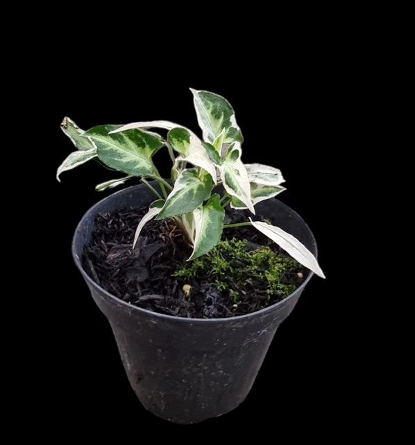 Syngonium podophyllum "Starlite" variegata