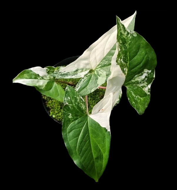 Syngonium podophyllum variegata