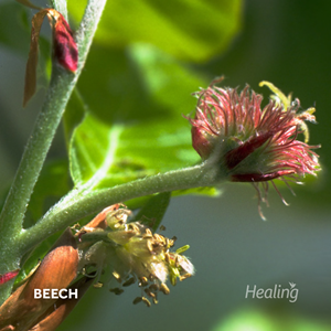 Beech - Florais de Bach Healing Herbs - 10 ml - Floressência