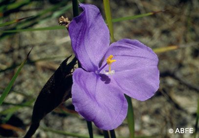 Bush Iris - 15 ml - Floressência