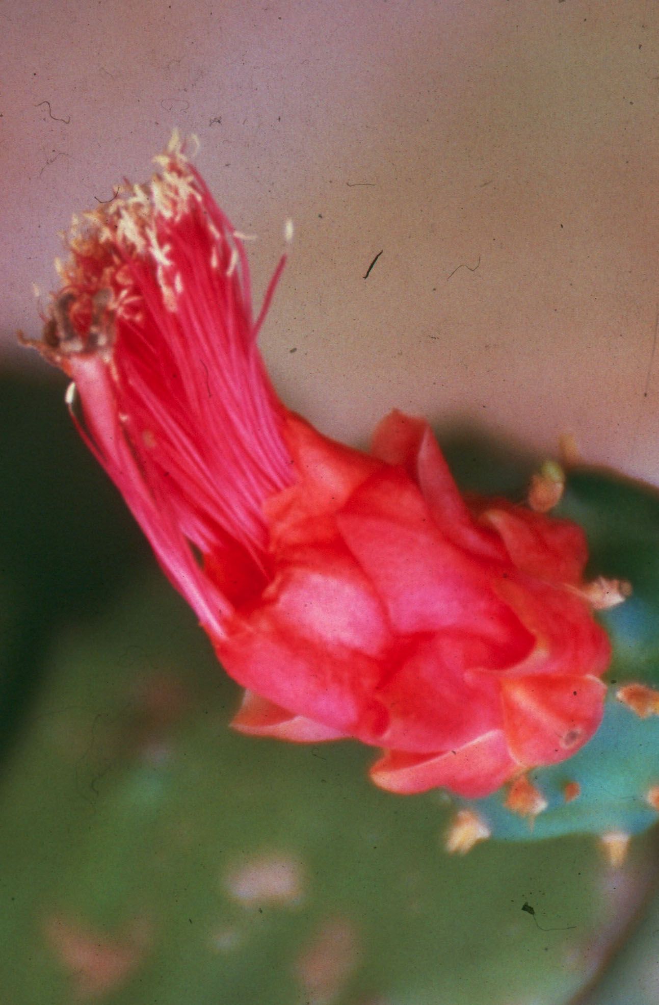 Cactus Palma - 10 ml  - Floressência