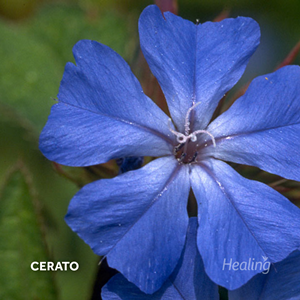 Cerato - Florais de Bach Healing Herbs - 30 ml  - Floressência