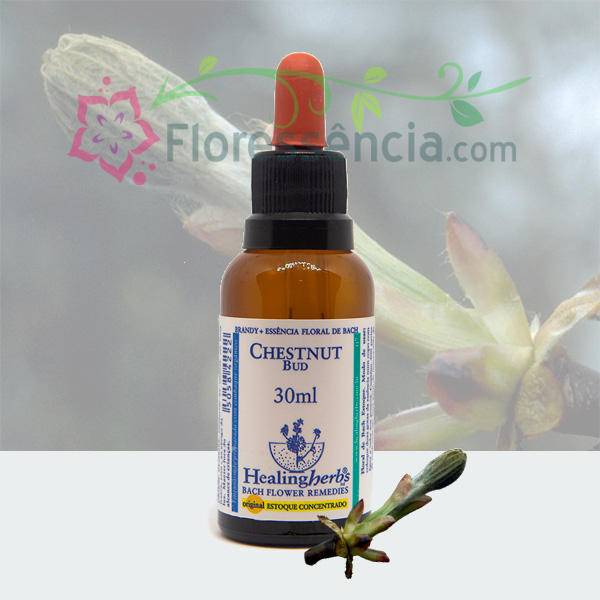 Chestnut Bud - Florais de Bach Healing Herbs - 30 ml  - Floressência