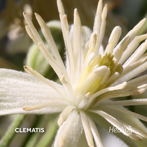Clematis - Florais de Bach Healing Herbs - 30 ml  - Floressência