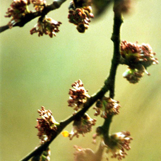 Elm - Florais de Bach Crystal Herbs - 20 ml  - Floressência