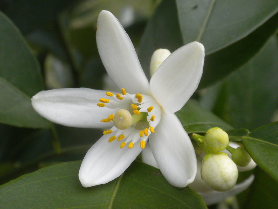 Flor-de-Laranjeira - 10 ml  - Floressência