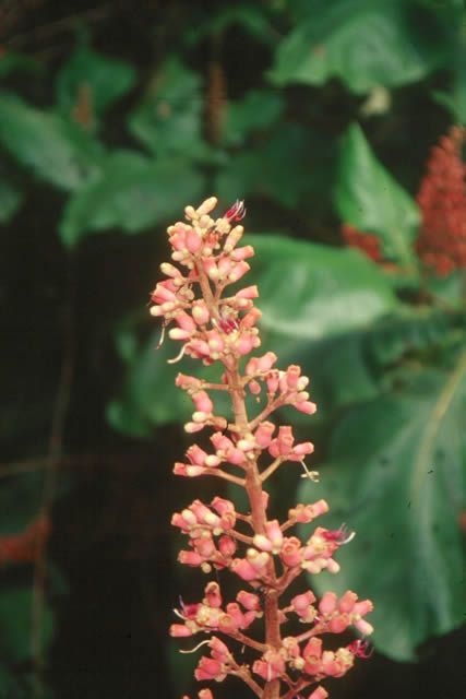 Flor de Nanã - 10 ml - Floressência