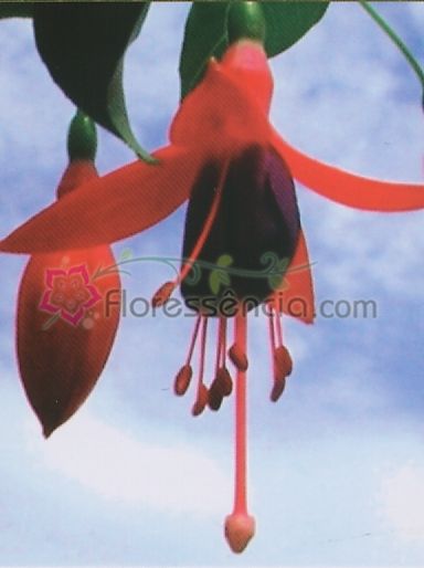Fuchsia - 10 ml  - Floressência
