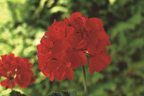 Gerânio Vermelho - 10 ml  - Floressência