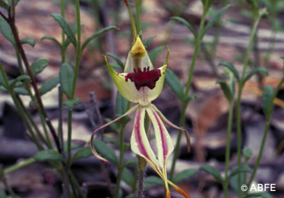 Green Spider Orchid - 15 ml  - Floressência