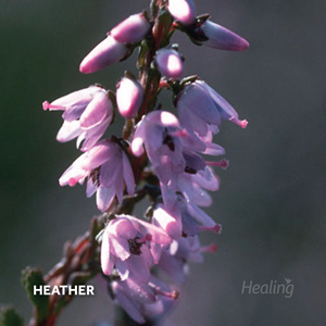 Heather - Florais de Bach Healing Herbs - 30 ml  - Floressência