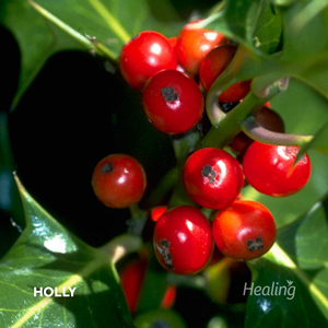 Holly - Florais de Bach Healing Herbs - 30 ml  - Floressência