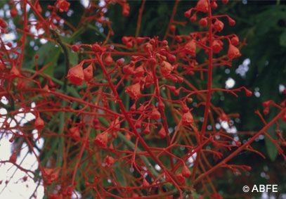 Illawarra Flame Tree - 15 ml - Floressência