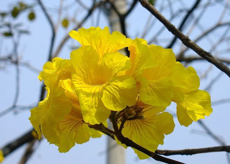 Ipê Amarelo - 10 ml - Floressência
