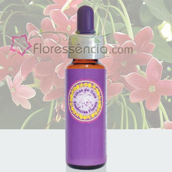 Jasmim da Índia - 10 ml - Floressência