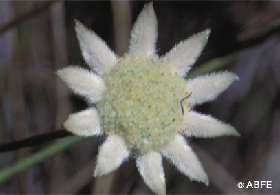 Little Flannel Flower - 15 ml - Floressência