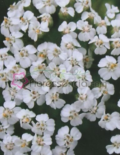 Millefolium - 10 ml  - Floressência