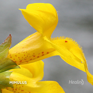 Mimulus - Florais de Bach Healing Herbs - 10 ml - Floressência