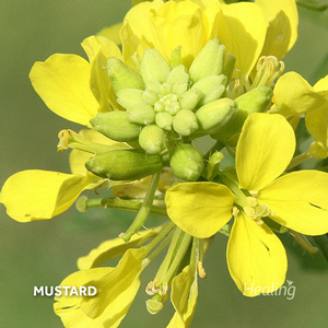 Mustard - Florais de Bach Healing Herbs - 10 ml - Floressência