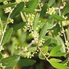 Olive - Florais de Bach Crystal Herbs - 10 ml - Floressência