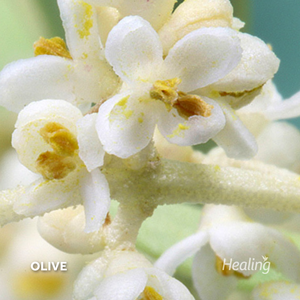 Olive - Florais de Bach Healing Herbs - 10 ml - Floressência