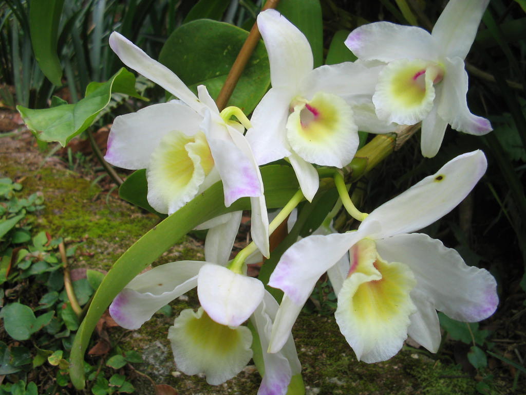 Orquídea Branca - 10 ml  - Floressência