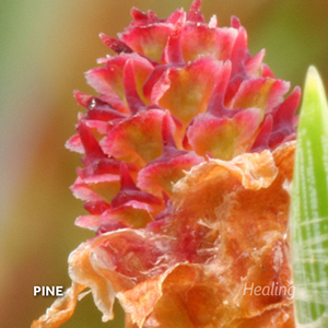 Pine - Florais de Bach Healing Herbs - 10 ml - Floressência