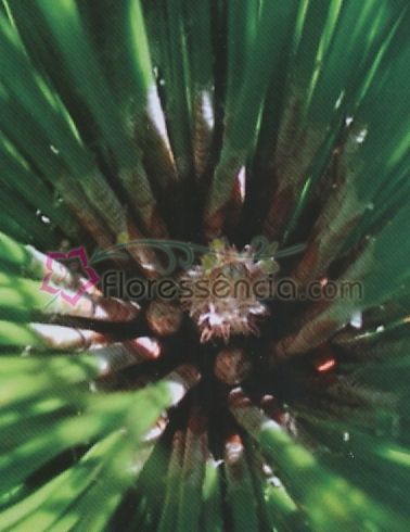 Pinus - 10 ml - Floressência