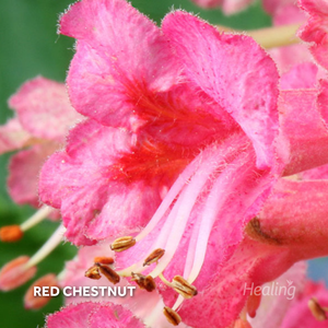 Red Chestnut - Florais de Bach Healing Herbs - 10 ml - Floressência