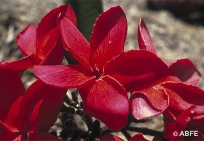 Red Suva Frangipani - 15 ml  - Floressência