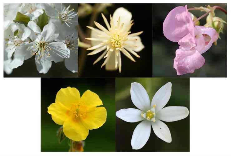 Revival Remedy - Florais de Bach Crystal Herbs - 10 ml  - Floressência