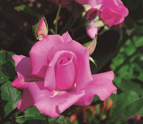 Rosa de Criciúma - 10 ml - Floressência