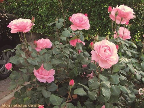 Rosa Rosa - Filhas de Gaia - 10 ml  - Floressência