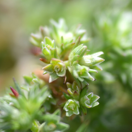 Scleranthus - Florais de Bach Crystal Herbs - 10 ml  - Floressência