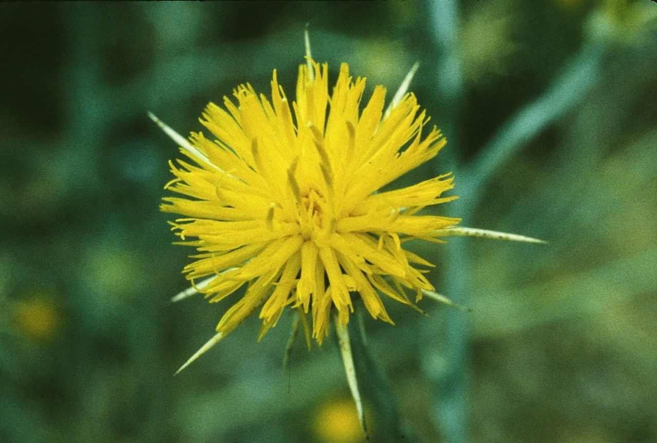 Star Thistle - 7,5 ml  - Floressência