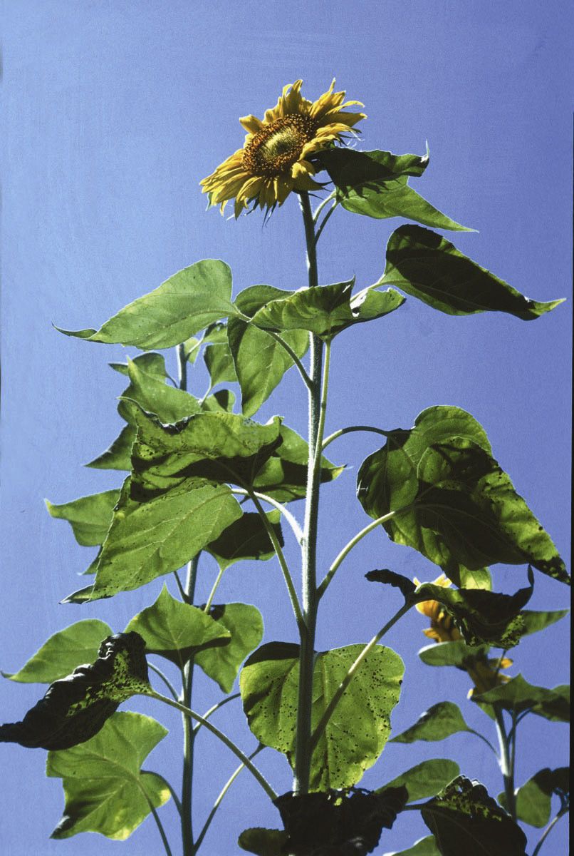 Sunflower - 7,5 ml - Floressência