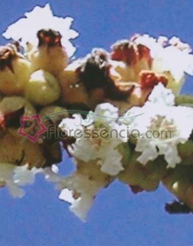 Verbenacea - 10 ml - Floressência
