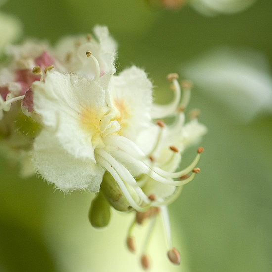 White Chestnut - Florais de Bach Crystal Herbs - 10 ml - Floressência