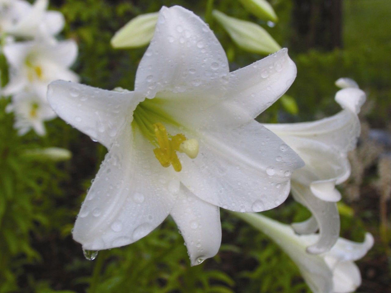 White Trumpet Vine (Easter Lily) - 7,5 ml  - Floressência