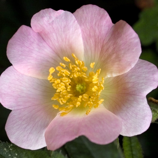 Wild Rose - Florais de Bach Crystal Herbs - 10 ml - Floressência