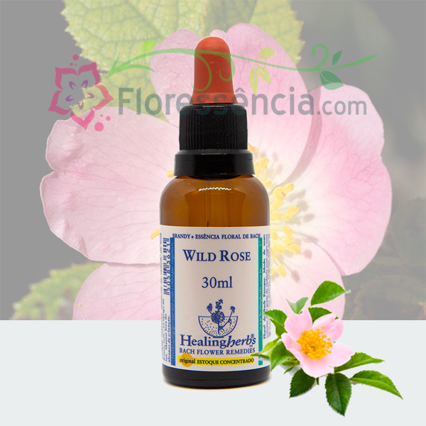 Wild Rose - Florais de Bach Healing Herbs - 30 ml  - Floressência