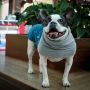 Roupa para Bulldog Francês Hello Pets
