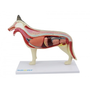 Anatomia Do Cachorro Em 10 Partes SD9400