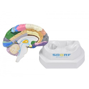 Cérebro Em 2 Partes Com Regiões Coloridas SD5040/C