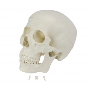 Crânio Humano c/ Mandíbula Móvel e Dentes Extraíveis em 6 Partes SD5006