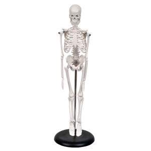 Esqueleto Humano De 45 Cm Com Suporte SD5002/B