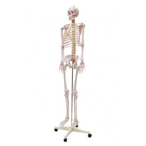 Esqueleto Humano Padrão De 1,70cm Com Suporte Haste E Rodas SD5000