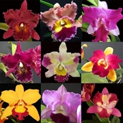 PACOTE DO DIA DAS MÃES com 15+1 Orquídeas Especiais