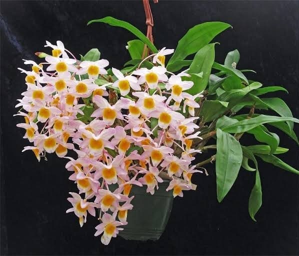Orquídea Dendrobium Farmeri