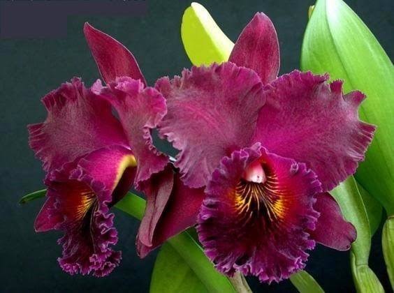 Pacote da Virada com as melhores Orquídeas